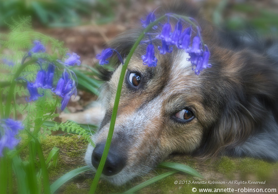 In the Bluebells