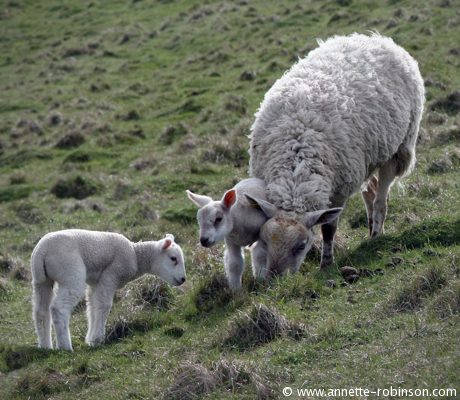 Spring Lambs with Mum