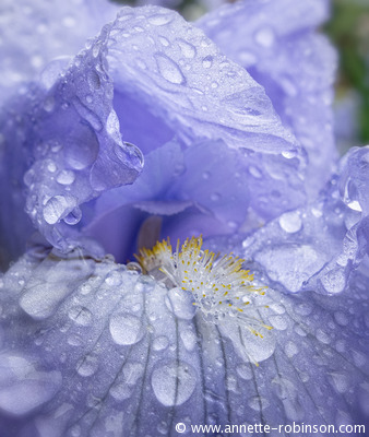 Rain Drenched Iris