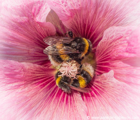Bees in a Hollyhock Flower