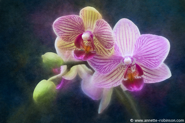 Miniature orchid