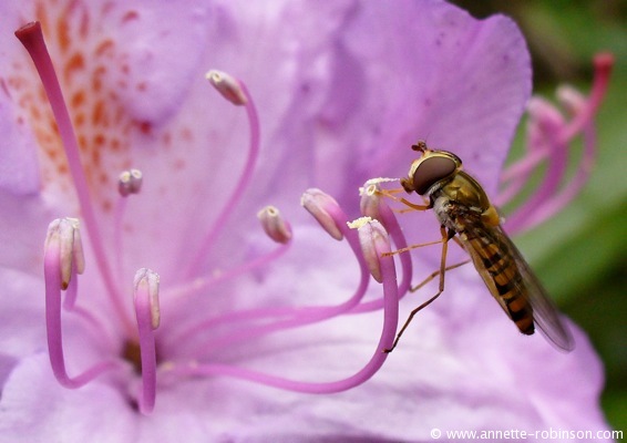 Feasting on Rhododendron Pollen