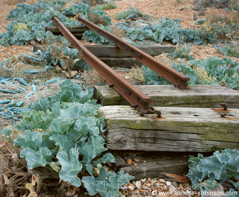 Disused Rails, Dungeness