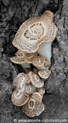 Fabulous French Fungus