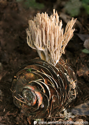 Fungus growing on Fir Cone