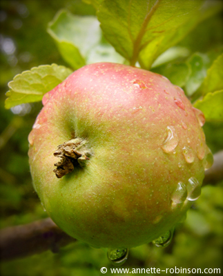 Rain Washed Apple