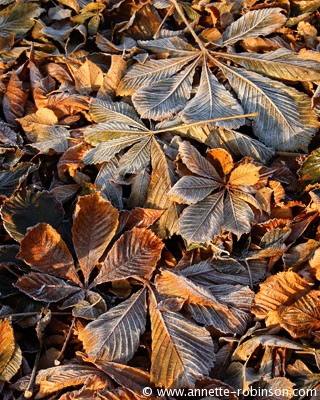 Frosted Fallen Chestnut Leaves
