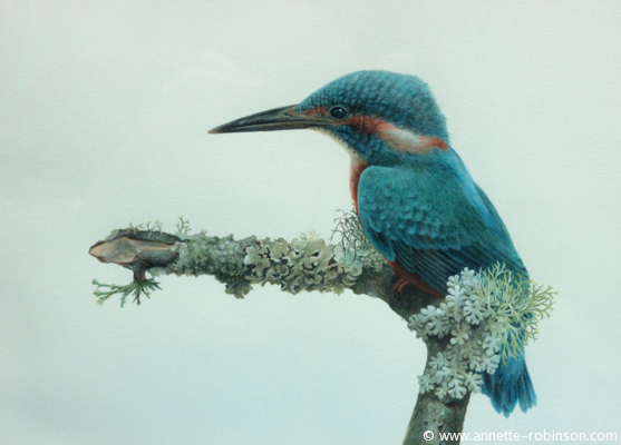 Kingfisher on Lichen-Covered Branch